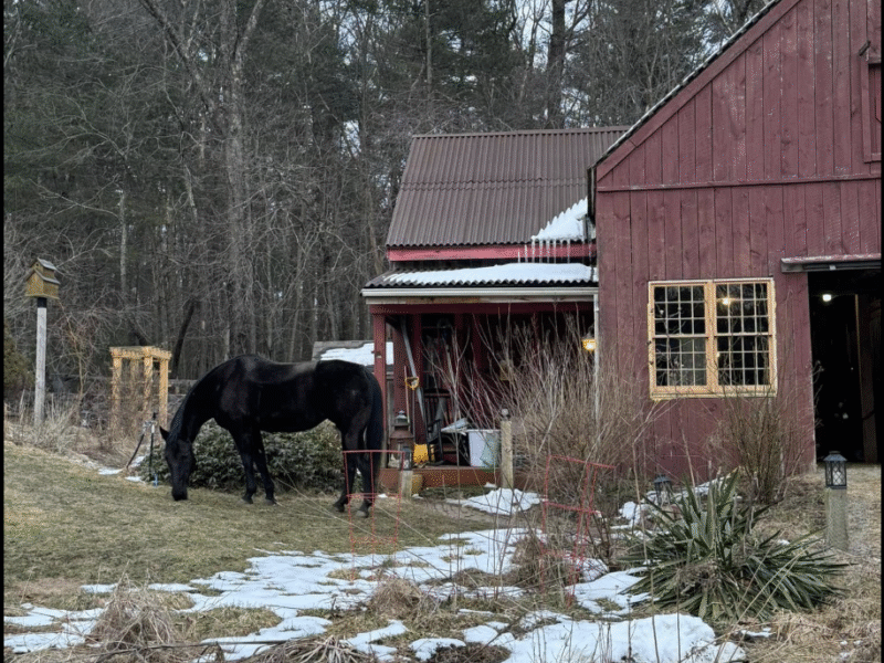 Golden Moon Farm